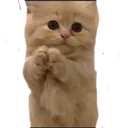 CatBeg