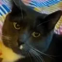 Rufus