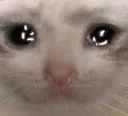 catcry