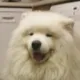 tobias_lul
