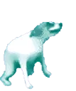 dancetilded