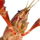 :crayfish: Discord Emote