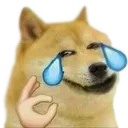 DogeYeet DogeYeet