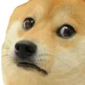 DogeAfraid