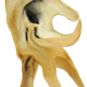 DogeGottem