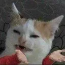whathecat whathecat