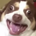 Dog Laugh Discord Emoji