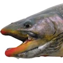 iggyfish Discord emoji