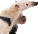 anteater