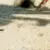 crab_rave26