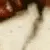 crab_rave19