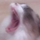 hippu2