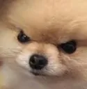 AngryBoi