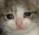 :sadkitty: Discord Emote