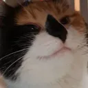 smugcat smugcat