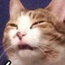 Cat with squinted eyes and a slightly open mouth looking suspicious.
