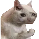 sadafcat