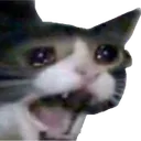crycat crycat