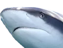 Tubarao