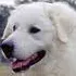 bigdog bigdog