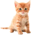 kitten