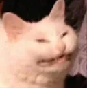 catcry