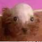 :TFiDreallypoordoggo: Discord Emote