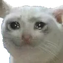 Sadcat