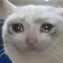 cryingcat cryingcat