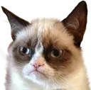 grumpycat grumpycat