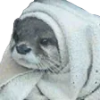 cozyotter