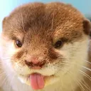 ottongue