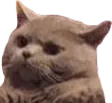 cmonCatto