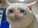 sadcat