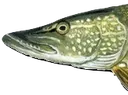 Pike1