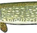 Pike2