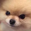 okayDoggo