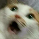 catomg catomg