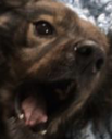 :MyAss: Discord Emote
