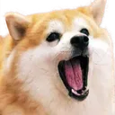 Dogenom Discord Emoji
