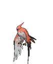 talonflame
