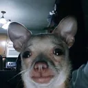 rat