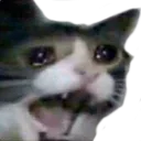crycat