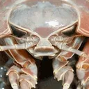 isopod