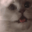 :CBCatShaking: Discord Emote