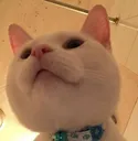 awesomecat