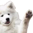 hidog