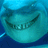 :Shark: Discord Emote