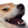:doge_2: Discord Emote