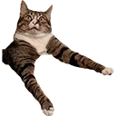 kittenderp kittenderp